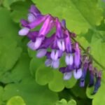 Descubre por qué la vicia peluda es la planta que transformará tu jardín y atraerá polinizadores como nunca antes
