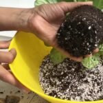 Descubre el secreto para hacer que tus violetas africanas florezcan como nunca antes