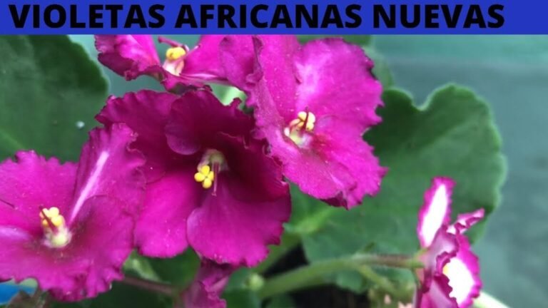 Descubre los 11 enemigos ocultos de tus violetas africanas que arruinan su belleza