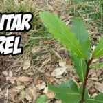 Cómo Plantar Laureles: Guía Completa para Cultivar con Éxito