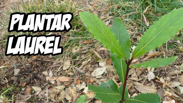 Cómo Plantar Laureles: Guía Completa para Cultivar con Éxito