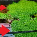¡Descubre cómo plantar Riccia Fluitanses con éxito en tu acuario!