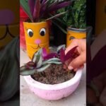Descubre la verdad oculta: ¿la planta Wandering Jew es realmente tóxica para tus gatos?