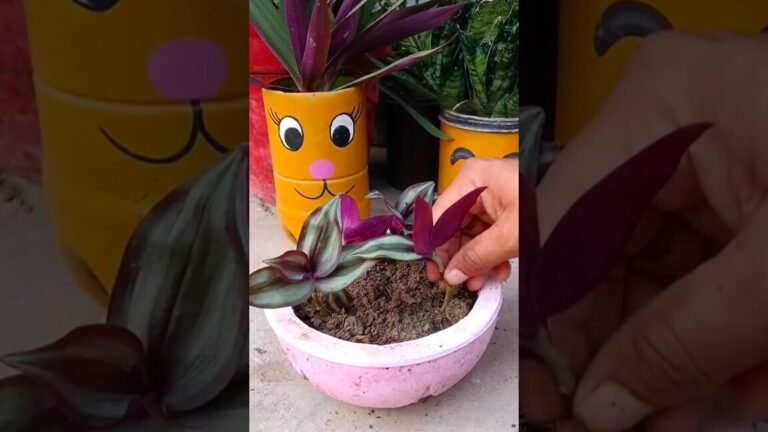 Descubre la verdad oculta: ¿la planta Wandering Jew es realmente tóxica para tus gatos?