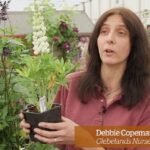 Guía paso a paso para plantar White Lupins y embellecer tu jardín