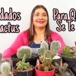¡Descubre cómo cuidar cactus festivos para Acción de Gracias!