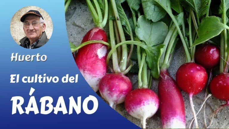 ¡Descubre los secretos para plantar rábanos con éxito!
