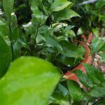 Descubre todos los secretos para plantar ruscus con éxito en tu jardín