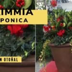 Guía para plantar skimmias y dar vida a tu jardín en solo minutos