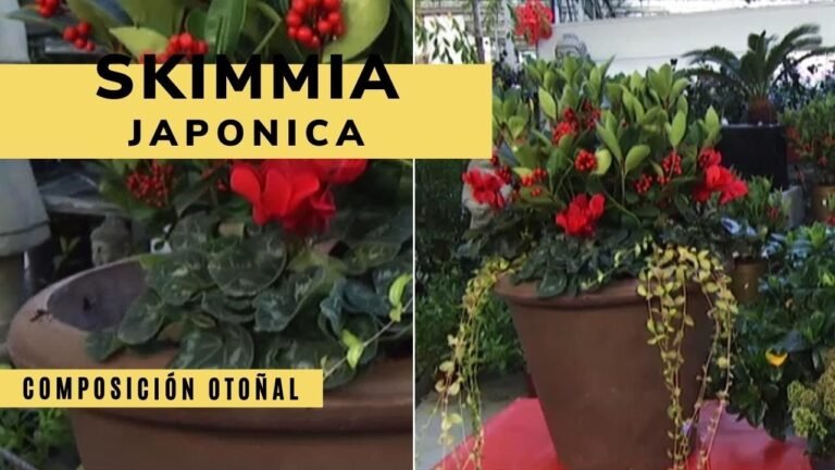 Guía para plantar skimmias y dar vida a tu jardín en solo minutos