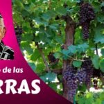Cultiva increíbles uvas de coral en casa: guía paso a paso