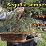¡Descubre cómo plantar secuoyas costeras y transforma tu jardín en un bosque impresionante!