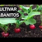Guía completa: Cómo plantar rabanitos en tu huerto fácilmente