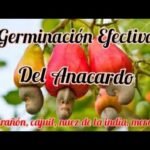 Descubre cómo plantar anacardos con éxito en tu jardín