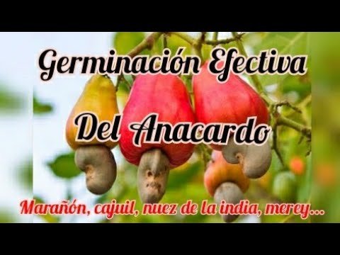 Descubre cómo plantar anacardos con éxito en tu jardín