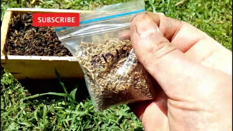 Guía completa para plantar anises como un experto en jardinería