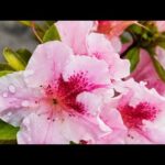 ¡Descubre los secretos para plantar azaleas y tener el jardín más hermoso!
