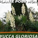 Descubre el secreto para cultivar yucca aloifolia y transforma tu hogar en un paraíso verde