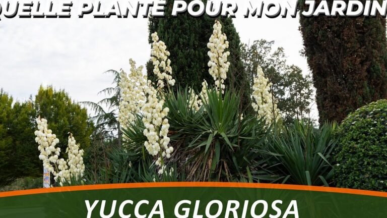 Descubre el secreto para cultivar yucca aloifolia y transforma tu hogar en un paraíso verde