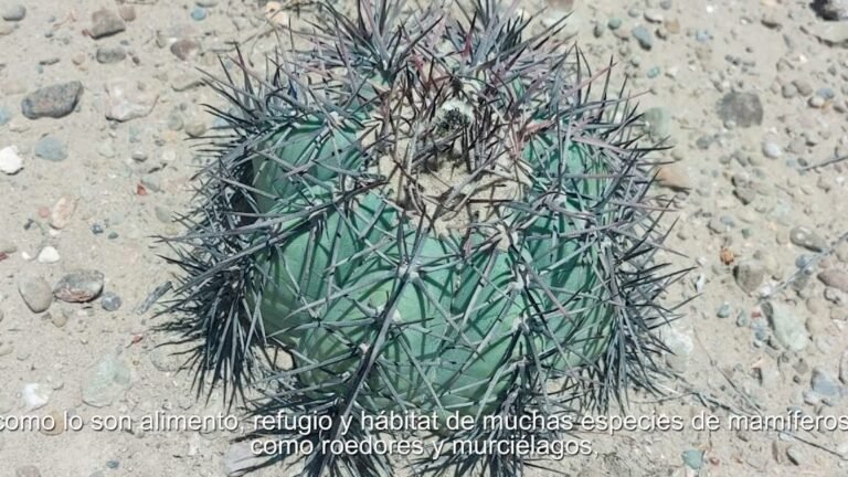 ¡Descubre cómo puedes plantar en zonas áridas de forma exitosa!