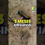 Descubre los 15 árboles que protegen tu privacidad y son resistentes a los ciervos ¡No te lo puedes perder!