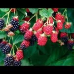 Guía completa sobre cómo plantar moras en tu jardín